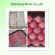 Versorgung Shandong Fresh Red FUJI Apple